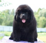 Превью фото № 212018