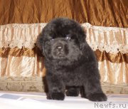 Превью фото № 212097