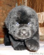 Превью фото № 212098