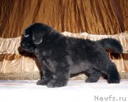 Превью фото № 212099