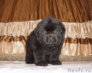 Превью фото № 212100