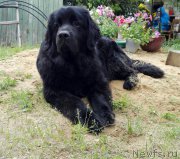 Превью фото № 212116