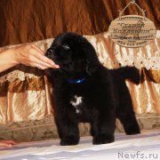 Превью фото № 212169