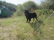 Превью фото № 212183