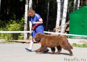 Превью фото № 212224
