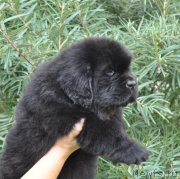 Превью фото № 212236