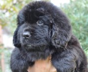 Превью фото № 212243