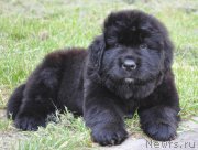 Превью фото № 212244