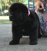 Превью фото № 212245