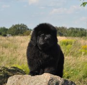 Превью фото № 212250