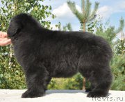 Превью фото № 212254