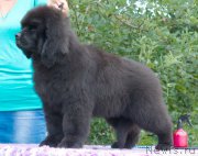 Превью фото № 212255