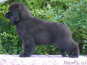 Превью фото № 212260