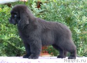 Превью фото № 212262