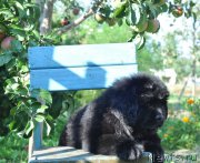 Превью фото № 212266