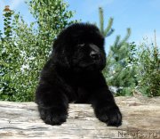 Превью фото № 212269