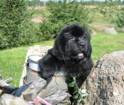 Превью фото № 212270