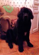 Превью фото № 212278