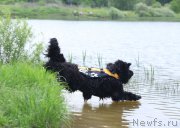 Превью фото № 212317