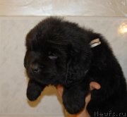 Превью фото № 212353