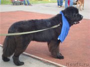 Превью фото № 212390