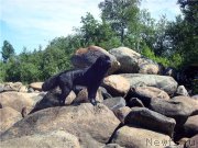 Превью фото № 212394