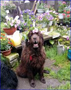 Превью фото № 212413