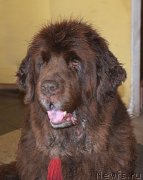 Превью фото № 212415