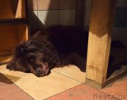 Превью фото № 212430