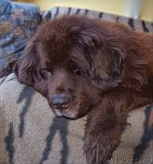 Превью фото № 212432