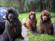 Превью фото № 212434