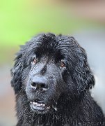 Превью фото № 212464