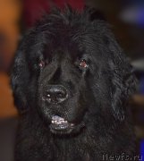 Превью фото № 212466