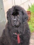 Превью фото № 212473