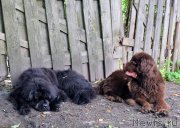 Превью фото № 212474