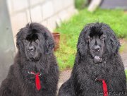 Превью фото № 212479