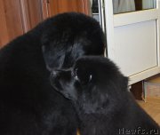 Превью фото № 212483