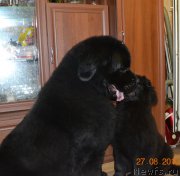 Превью фото № 212487