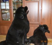 Превью фото № 212491