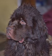 Превью фото № 212507