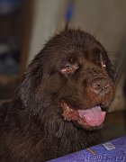 Превью фото № 212512