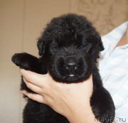 Превью фото № 212542