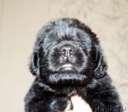 Превью фото № 212547