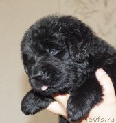 Превью фото № 212549