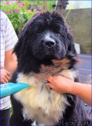 Превью фото № 212579