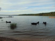 Превью фото № 212589