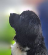 Превью фото № 212605