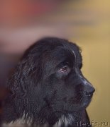 Превью фото № 212606