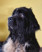 Превью фото № 212611