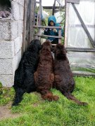 Превью фото № 212634